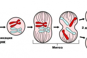 Karioni i citokini - razlika procesa Karioni i citokini - razlika procesa